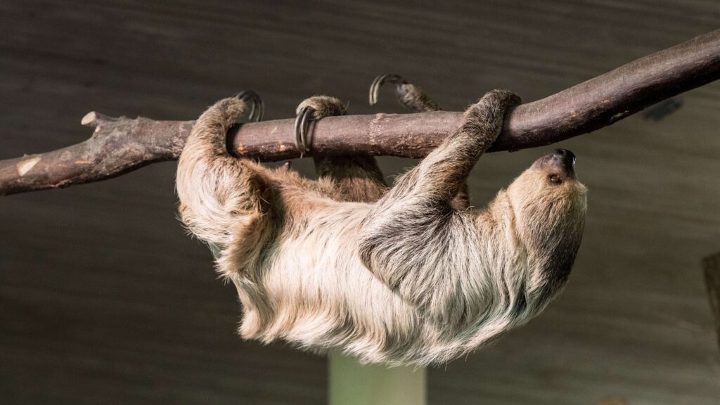 A two-toed sloth hanging upside down from a branch, similar to the nocturnal two-toed sloths at Bogarin Trail