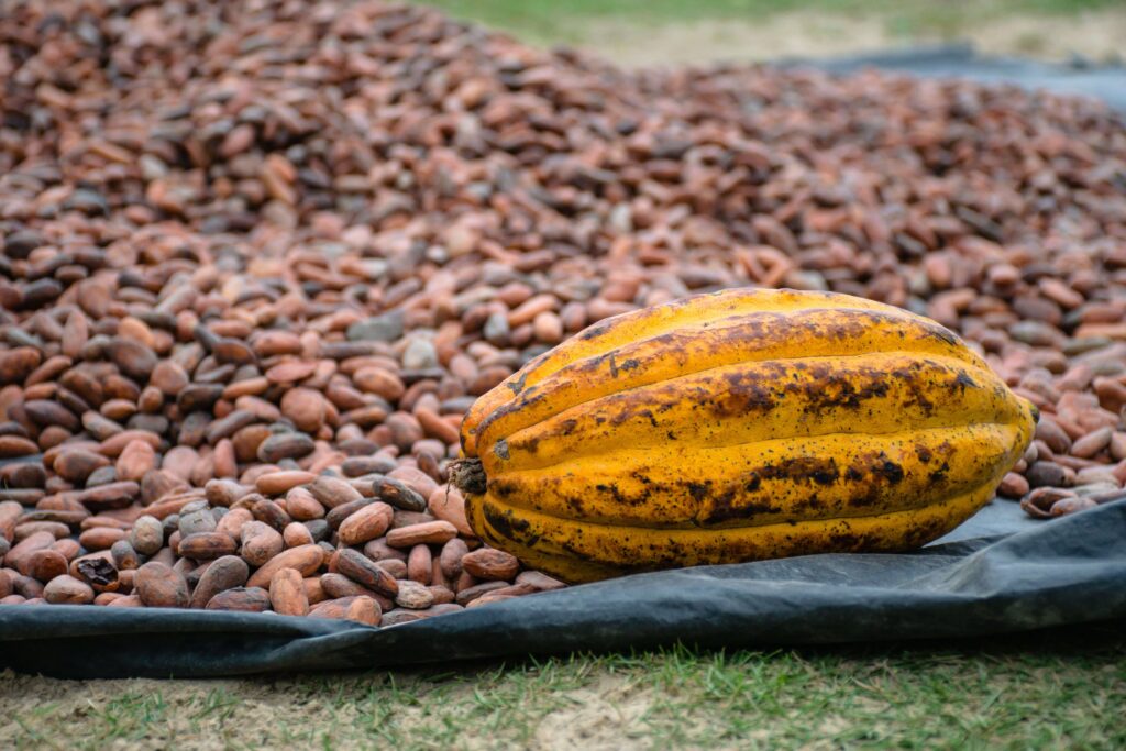 A ripe yellow cacao pod resting on a bed of fermented cacao beans drying in the sun