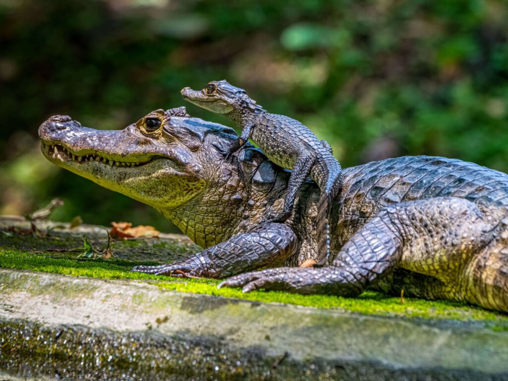 A caiman basking with its baby riding on its back at the river's edge, similar to wildlife seen along the Rio Frio