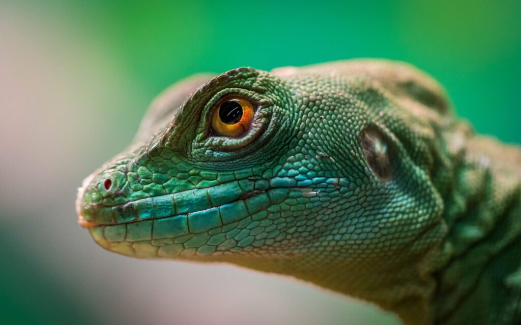 Close-up of a green basilisk, the Jesus Christ lizard, similar to reptiles seen along the Rio Frio
