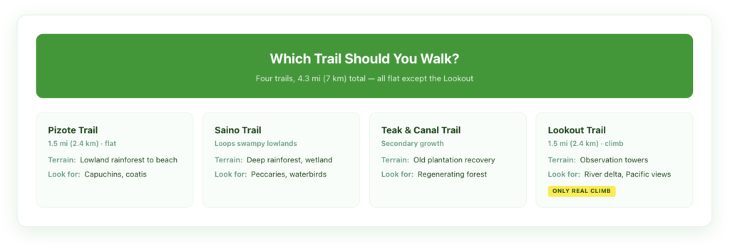 Hacienda Baru trail system: the Pizote Trail is 1.5 miles and flat through lowland rainforest to the beach with capuchins and coatis, the Saino Trail loops swampy lowlands with peccaries and waterbirds, the Teak and Canal Trail passes secondary growth and recovering plantation land, and the Lookout Trail is a 1.5 mile climb to observation towers with river delta and Pacific views.