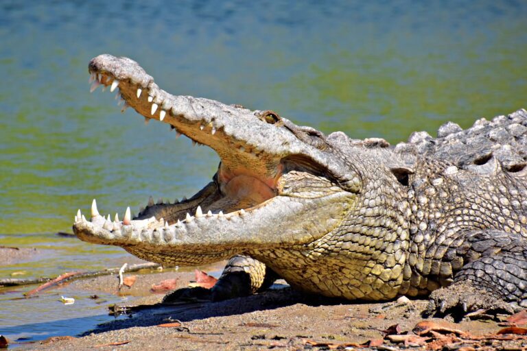 Crocodile basking with jaws open beside a river, similar to American crocodiles at the Tárcoles bridge, Costa Rica