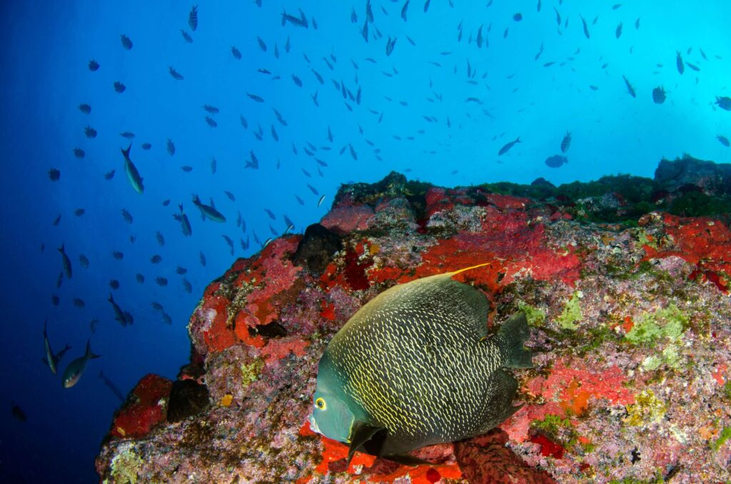 Angelfish resting on a sponge-covered reef with schooling fish above, similar to dive sites near Playa Flamingo, Costa Rica