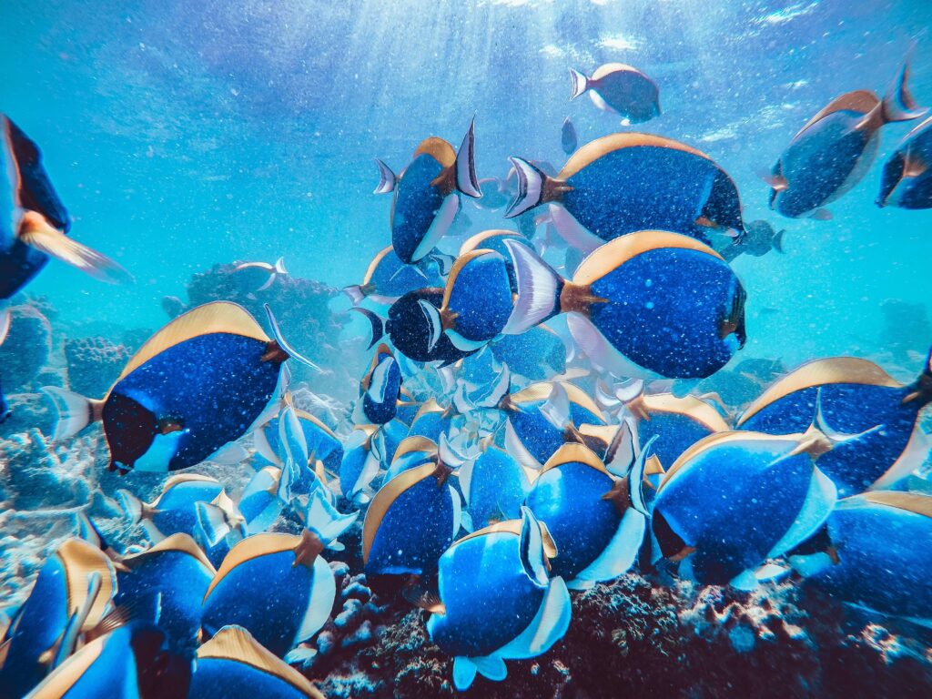 School of blue reef fish gliding over coral in clear water, similar to snorkeling tours near Playa Flamingo, Costa Rica