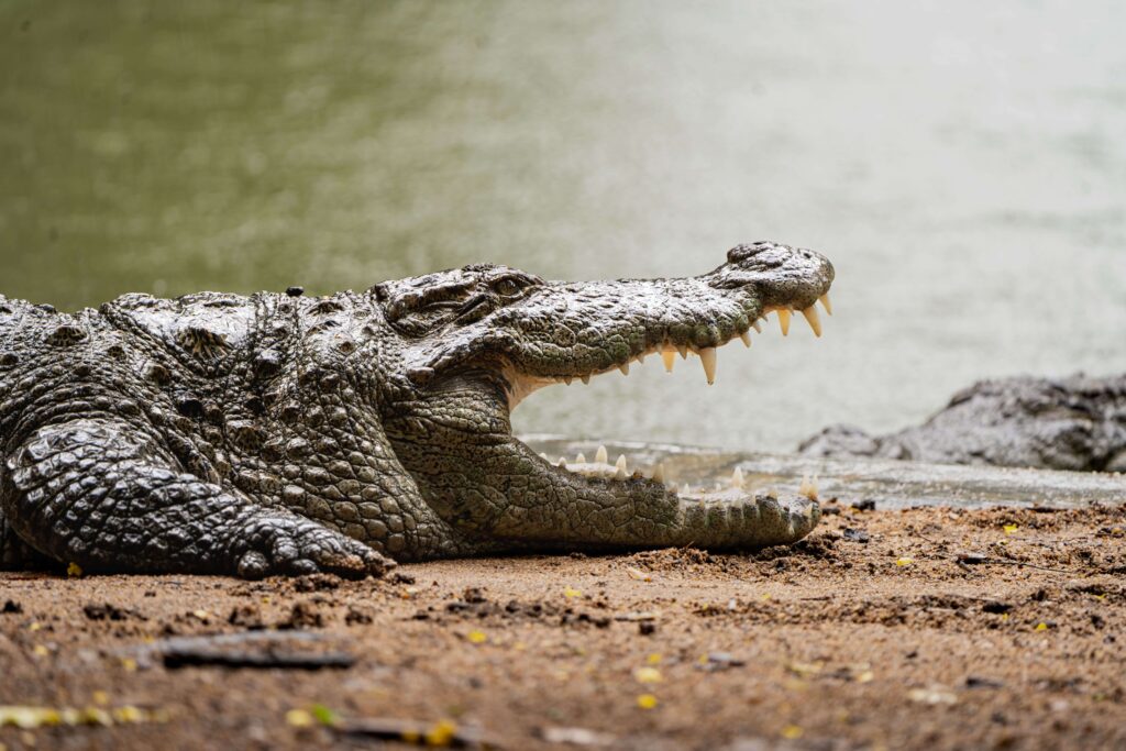 crocodile cooling open mouth tarcoles costa rica scaled Tárcoles