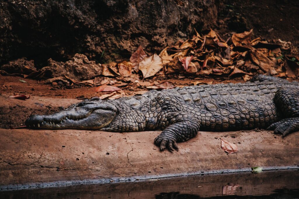 Large crocodile resting on a muddy riverbank, similar to the crocodiles seen at the Tárcoles bridge in Costa Rica