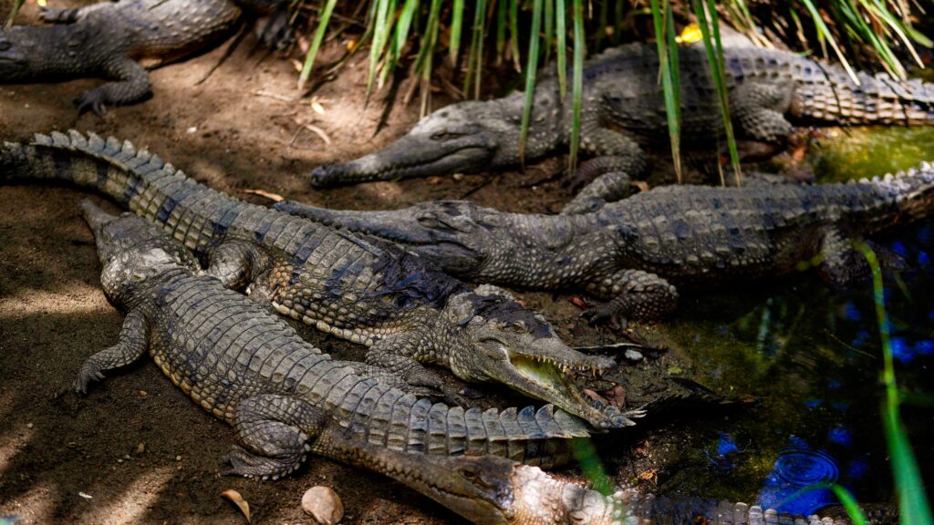 Several crocodiles basking together on a sandy bank, similar to the mudflats below Tárcoles bridge, Costa Rica