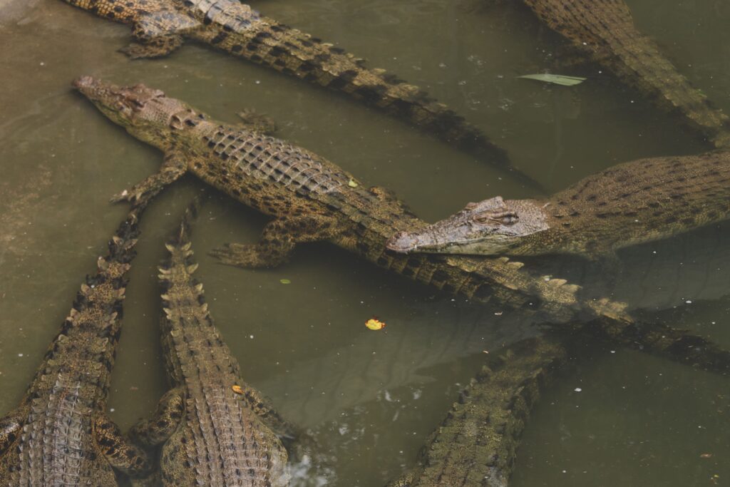 Group of crocodiles floating together in murky river water, similar to the Tárcoles River crocodiles in Costa Rica