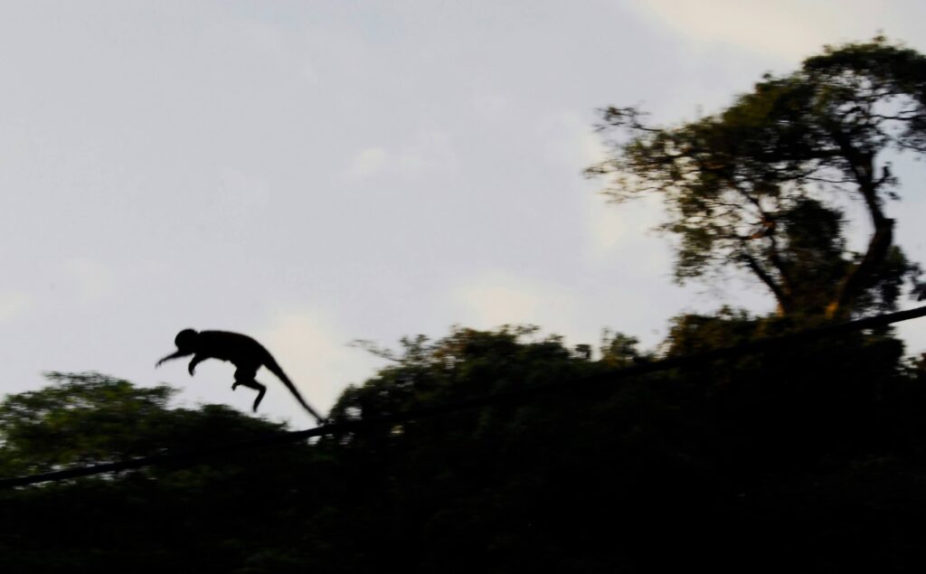 Monkey leaping in silhouette along a line at dusk above the treeline, similar to wildlife at Hacienda Barú, Costa Rica