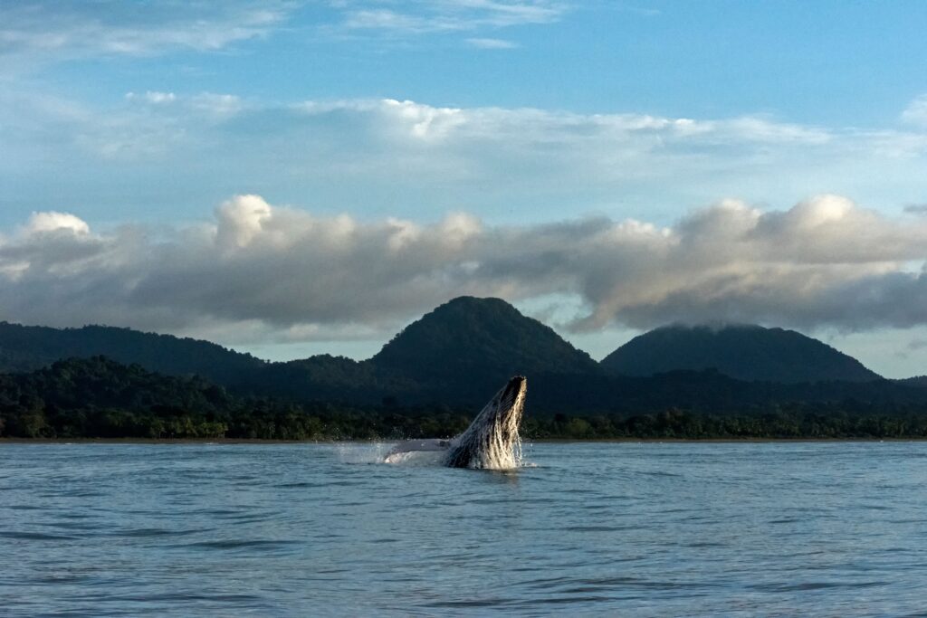 Humpback whale breaching in front of forested coastal mountains, similar to Marino Ballena National Park near Uvita, Costa Rica