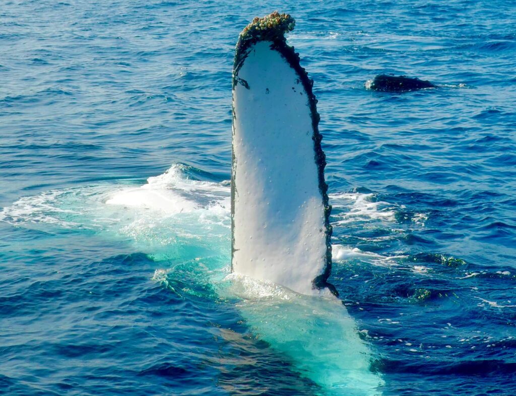 Humpback whale raising a barnacled pectoral fin above blue water, similar to a Uvita whale watching tour in Costa Rica