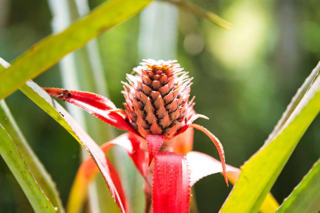 Close-up of a red ornamental bromeliad flower, similar to plantings at Lankester Botanical Garden, Costa Rica