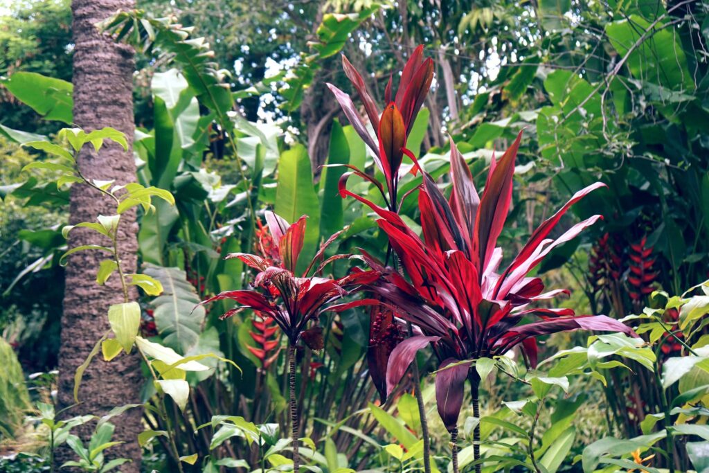 Red ti plants and heliconia among dense tropical foliage, similar to the plant collections at Lankester Botanical Garden, Costa Rica