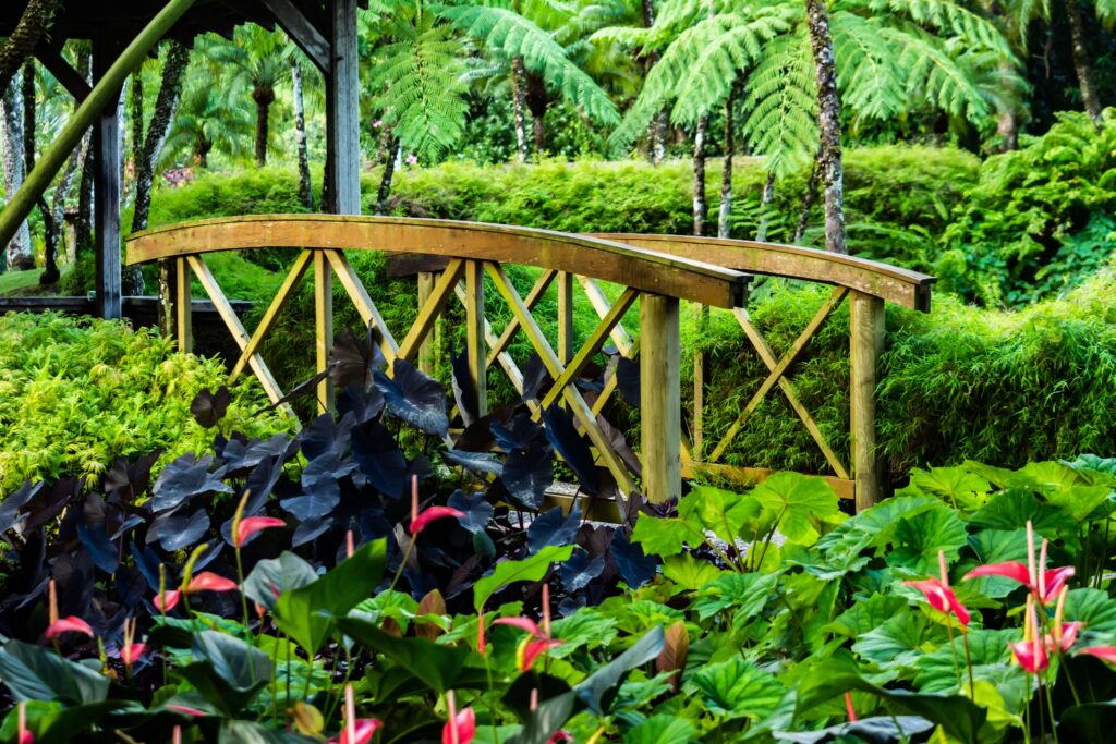 Small wooden arched footbridge over anthuriums and dark taro leaves, similar to the trails at Lankester Botanical Garden, Costa Rica