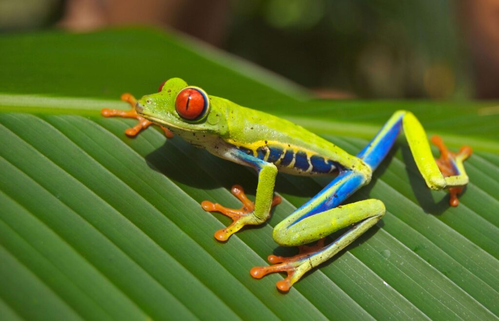 Red-eyed tree frog with orange feet on a green leaf, similar to wildlife seen on night walks at Hacienda Barú, Costa Rica