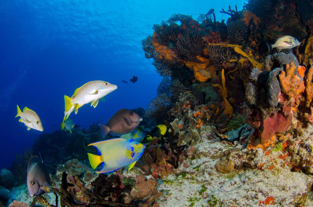 Tropical reef fish swimming past colorful sponges and sea fans, similar to snorkeling sites near Playa Flamingo, Costa Rica
