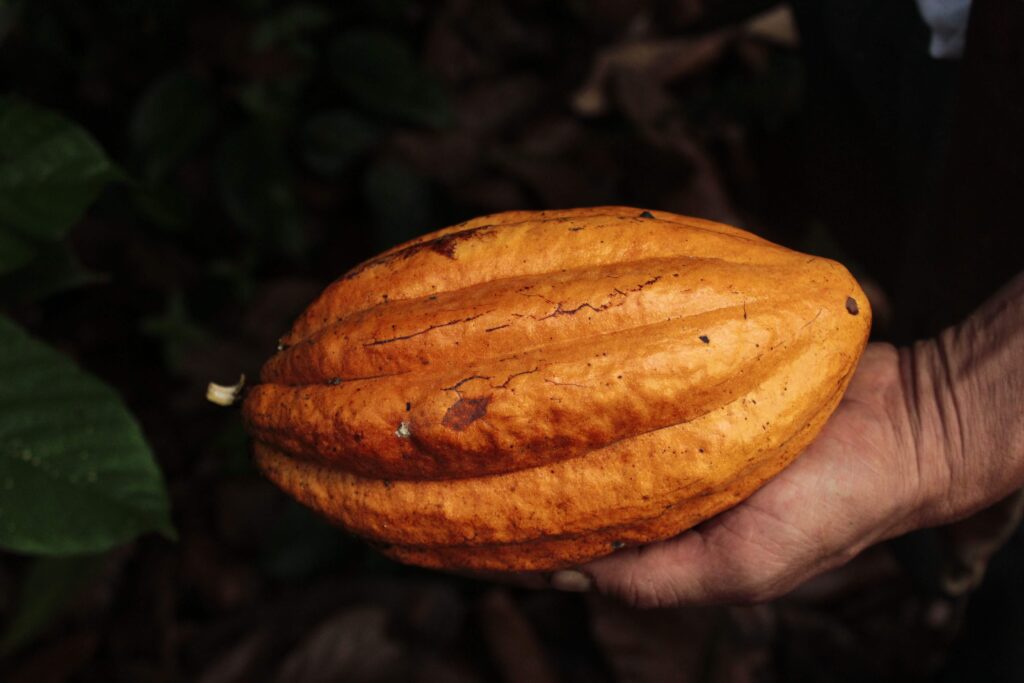 Ripe orange cacao pod held in hand, similar to the cacao grown on BriBri farms in Talamanca, Costa Rica