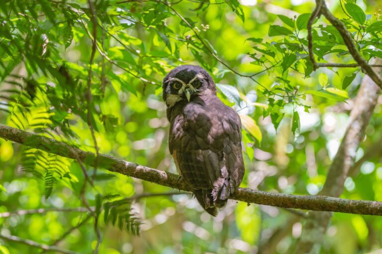 Spectacled owl perched on a branch in green rainforest foliage, similar to birdlife at Hacienda Barú, Costa Rica