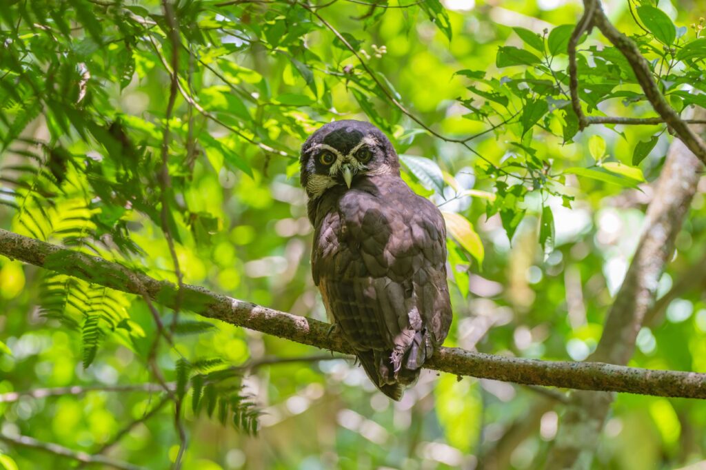 Spectacled owl perched on a branch in green rainforest foliage, similar to birdlife at Hacienda Barú, Costa Rica