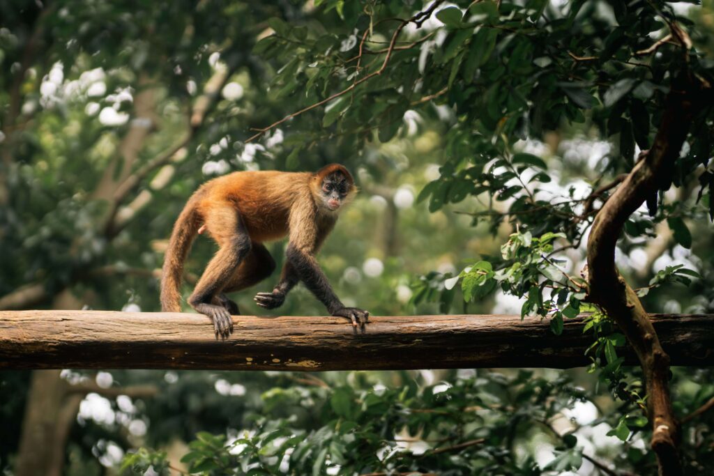 Spider monkey crossing a branch in dense green forest canopy, similar to wildlife seen in Guanacaste, Costa Rica