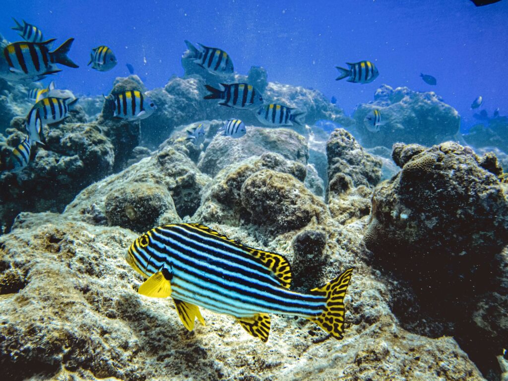 Striped tropical fish feeding along rocky reef bottom, similar to shallow snorkeling spots near Playa Flamingo, Costa Rica