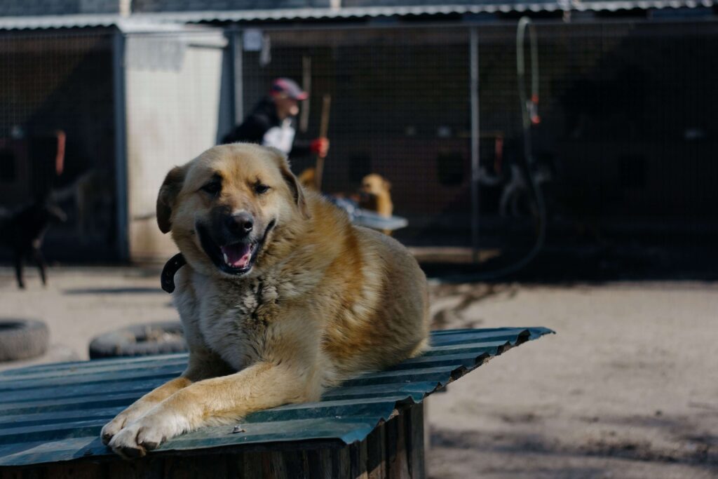 A calm senior rescue dog outdoors, similar to adopting from Territorio de Zaguates, Costa Rica