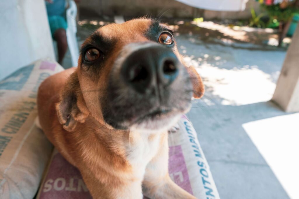 Close-up of a friendly tan-and-black rescued street dog, similar to the dogs at Territorio de Zaguates, Costa Rica
