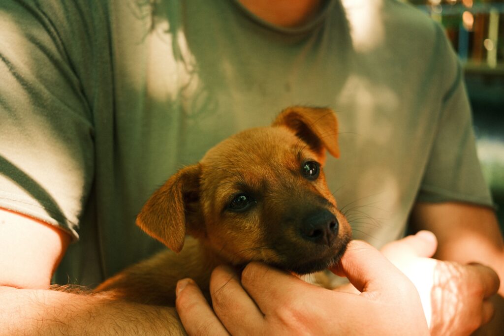 Person gently holding a calm brown rescue puppy, similar to a dog awaiting adoption at Territorio de Zaguates, Costa Rica